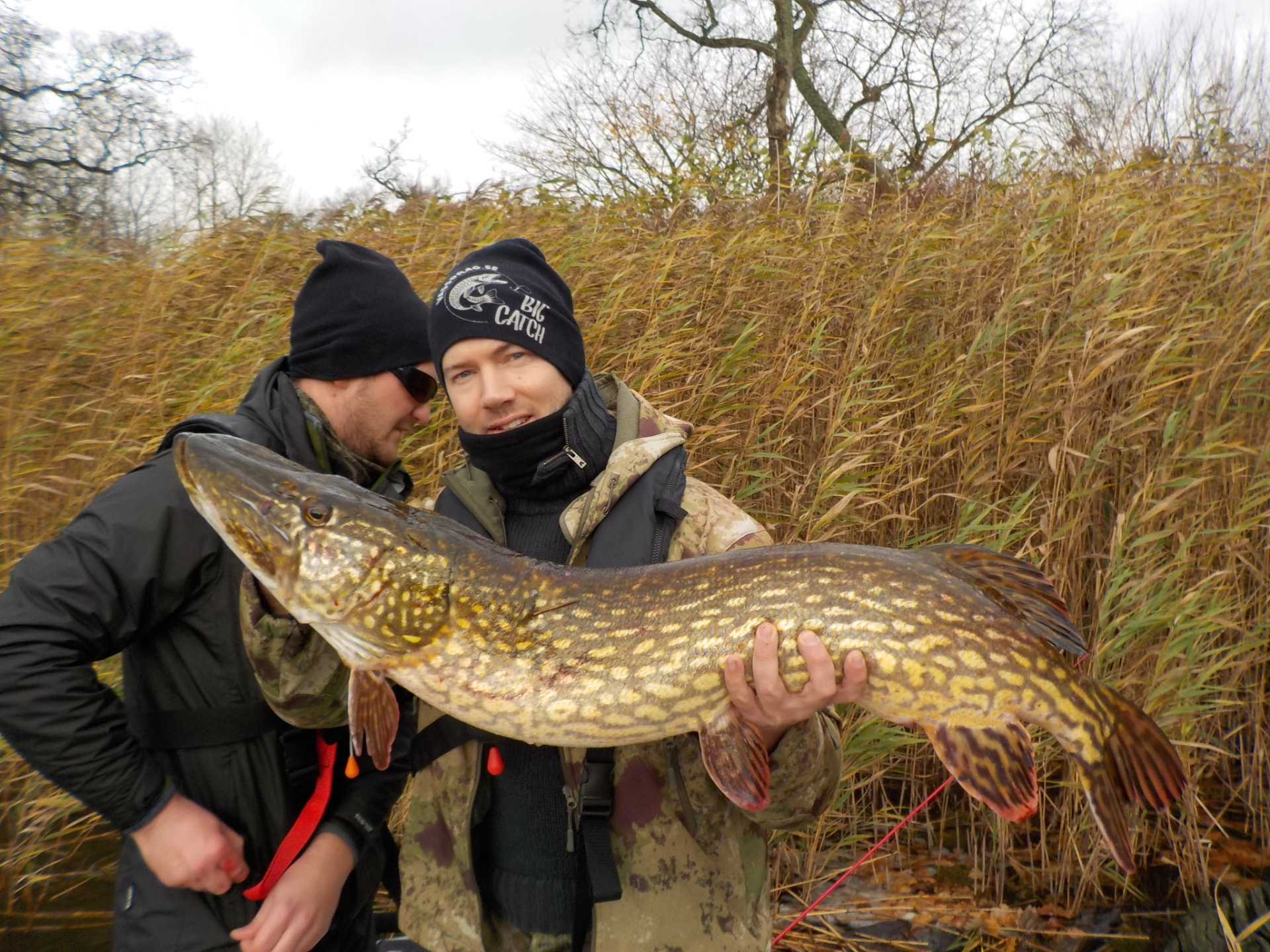 Two anglers holding a large European pike by the reeds